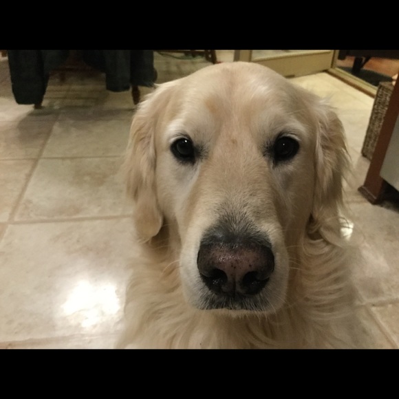 Meet your Posher, Marcy - Picture 1 of 1